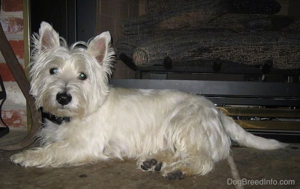 O lado esquerdo frontal de um West Highland White Terrier sentado que está na grama. O cachorro parece muito macio e branco puro. Tem orelhas pequenas em destaque, nariz preto e pequenos olhos pretos.
