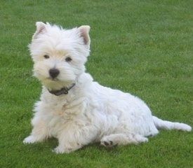 Den forreste højre side af en West Highland White Terrier, der er iført en rød krave. Det står over en græsoverflade, og der er en demonteret murstenbygning bag den. Hunden har små frynsegodeører og længere hår i ansigtet med en sort næse og mørke mandelformede øjne.