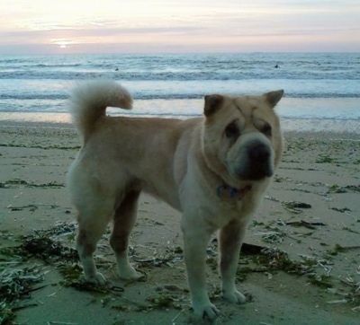 Storio, įdegusio kinų šarpėjaus šuns, sėdinčio paplūdimyje, nugara, jis žiūri į dešinę, o priešais jį yra vandens telkinys ir saulėlydis.