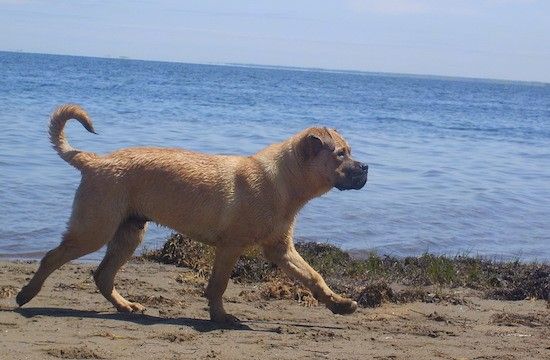 एक तन, मांसल कुत्ते का शरीर और लंबी कर्ल की पूंछ के साथ समुद्र तट के साथ कुछ दूरी पर समुद्र के नीचे