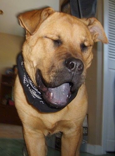 एक बड़ी नस्ल, एक बड़े सिर के साथ मोटा कुत्ता, छोटे v- आकार के कान जो एक आंख के साथ काले रंग की बंदना पहने हुए सुझावों पर पलते हैं और मुंह एक घर के अंदर अपनी गहरी काली / नीली जीभ दिखाते हैं।