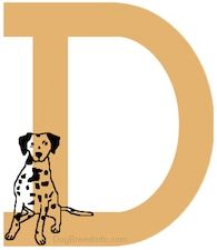 Gambar seekor anjing Dalmatian yang terdapat di dalam huruf D