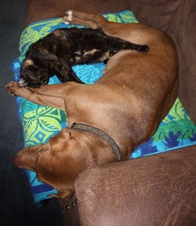 En brun Lab Pei-hund lägger på en blå, lila, grön och gul handduk ovanpå en brun soffa. Det finns en svart med orange katt som ligger framför den