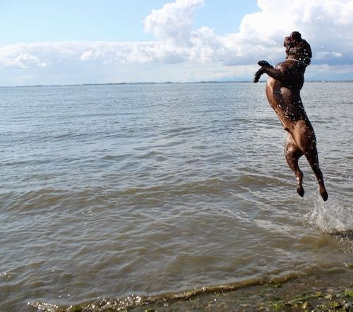 Actionskott - En brun Lab Pei-hund hoppar ett par meter i luften i en stor kropp med öppet vatten med moln och en blå himmel i bakgrunden