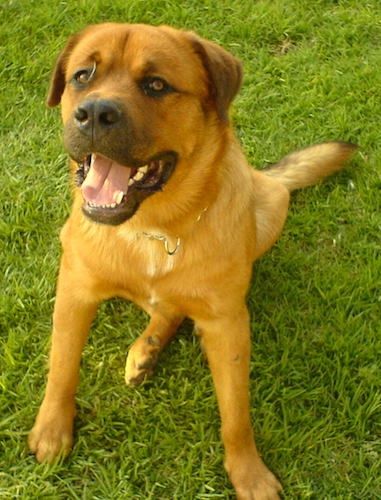Oranžno obarvan pes velike pasme s črno barvo na gobcu, velikim črnim nosom, malo belimi na prsih in majhnimi ušesi, ki visijo ob straneh in sedijo v travi in ​​gledajo navzgor. Pes ima veliko glavo, debelo dlako, velike tace, črne ustnice in rjave oči.