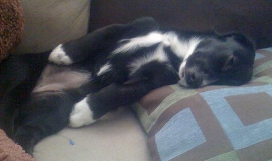 Črn z belim psičkom Pembroke Cocker Corgi, ki spi na trebuhu na kavču.