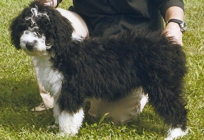 Leva stran debelega prevlečenega, valovitega, črno-belega psička španskega vodnega psa, ki stoji v travi in ​​se veseli. Za njim stoji oseba, ki kleči in se dotika njene hrbtne strani.