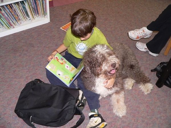 Вид сверху вниз на серо-белую испанскую водяную собаку с толстой шерстью, которая лежит рядом с мальчиком, сидящим на ковре и читающим книгу. Мальчик обнимает собаку.
