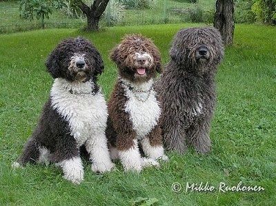 Изглед отпред - Три испански водни кучета седят в редица в трева и гледат напред. Средното куче е с отворена уста, езикът е навън и изглежда сякаш се усмихва. Кучетата имат дълги, дебели вълнообразни палта с коса, която покрива очите им Първото куче е черно-бяло, второто е кафяво и бяло, а третото е сиво с кичур бяло на гърдите си.