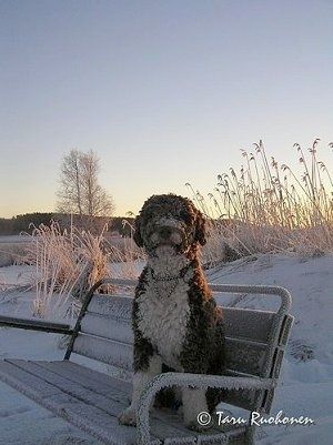 Ein brauner mit weißem spanischen Wasserhund sitzt auf einer Bank, die mit Schnee bestäubt ist. Der Hund ist schneebedeckt und freut sich.