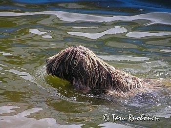 Venstre side af en brun med hvid spansk vandhund, der svømmer gennem en vandkrop. Det har lang ledet dreadlocks hår.