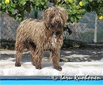 Влажни, жичани, смеђи са белим шпанским воденим псом стоји поред базена на бетонској површини. Пас има длаке у длаци.