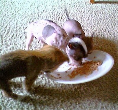 Tiga anak anjing Chinaran sedang makan makanan dari pinggan putih