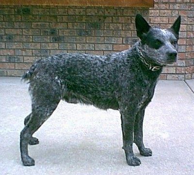 Desna stran sivega, črno-belega avstralskega govejega psa Stumpy Tail stoji čez betonsko površino, glava je nagnjena naprej, a gleda v desno. Ima široko čelo in ušesa.