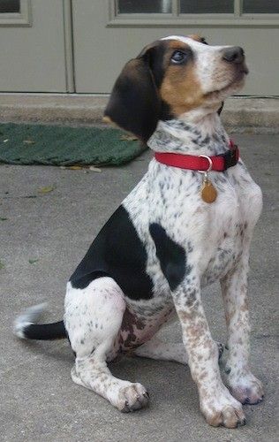 Trobarvni psiček z belim telesom, rumenimi na obrazu, črnimi ušesi in črnimi madeži ter črno-rjavimi tiktakami na telesu in repu, ki sedi pred hišo