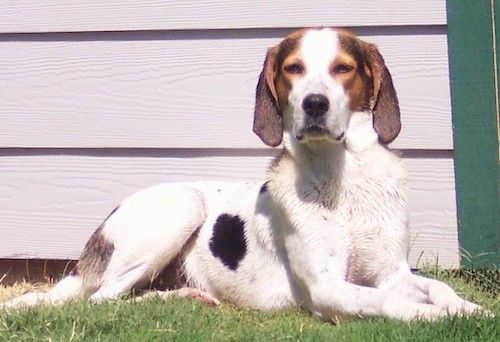Beli pes velike pasme z rjavimi visečimi ušesi, rjavimi na obrazu in črnimi lisami na boku, ki leži v travi pred hišo