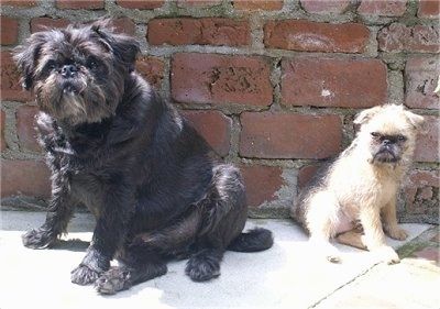 Louis the Brug นั่งข้าง Oskar the Brug ลูกสุนัขทั้งสองกำลังนั่งอยู่หน้ากำแพงอิฐ