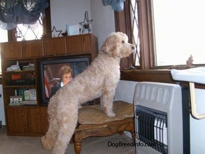 „Goldendoodle“ šuniukas sėdi priešais įdegusią sofą su virviniu žaislu šalia letenos.