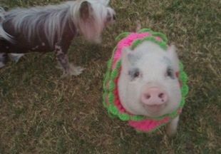सामने का दृश्य - एक गुलाबी पॉट बेलदार सुअर हरे रंग के स्वेटर के साथ एक गुलाबी रंग की नाइटी में बैठा है और उसके बगल में एक चीनी क्रेस्टेड कुत्ता है।
