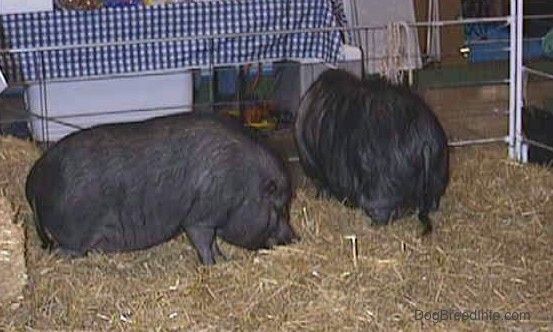 एक बाड़े में दो मोटे, प्यारे, काले पॉट बेलदार सूअर खड़े हैं। एक घास खा रहा है और दूसरा बाड़े से बाहर देख रहा है।