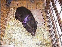 Ένας γουρούνι με κατσαρόλα στέκεται στο σανό και κοιτάζει μπροστά. Υπάρχει ένα άτομο πίσω από αυτό.