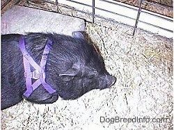 Un cochon ventru porte un harnais violet debout dans le foin et il regarde vers la gauche.