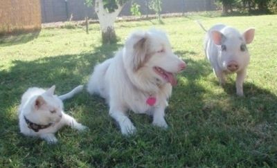 В двора до австралийско овчарско куче и котка стои розова саксия с коремче. Австралийката и котката лежат в трева и гледат надясно. Австралиецът