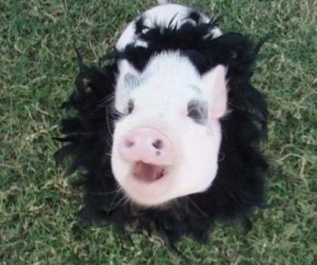 Ružičasta trbušna svinja sjedi vani u travi i ima perje oko vrata. Gleda gore, a usta su joj otvorena.