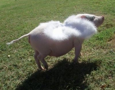 एक गुलाबी पॉट बेलदार सुअर एक खेत में घूम रहा है और उसने अपनी पीठ पर पंखों का एक सेट पहन रखा है। यह दाईं ओर दिख रहा है।