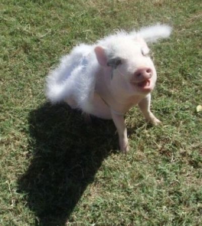 Nasmijana ružičasta trbušna svinja sjedi u travi i gleda gore. Na leđima nosi skup krila.