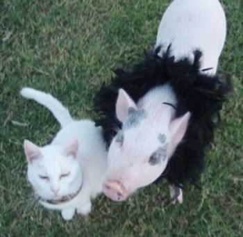 분홍색과 회색 냄비에 배가있는 돼지가 풀밭에 앉아 목에 깃털을 달고 있습니다. 옆에 고양이가 앉아 올려다보고 있습니다.