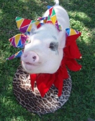Ένα ροζ με γκρι κατσαρόλα γουρούνι στέκεται στο γρασίδι και φοράει ένα πολύχρωμο χνούδι. Στέκεται πάνω από ένα μαξιλάρι εκτύπωσης λεοπάρδαλης και κοιτάζει ψηλά.