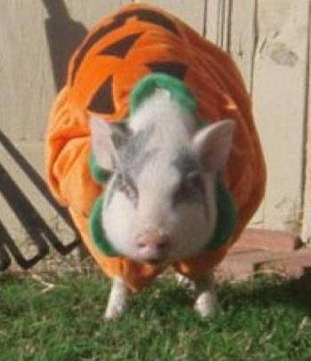 Ružičasta i siva trbušna svinja odjevena kao tikva koja stoji vani u dvorištu.