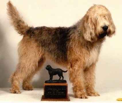 Desni profil - Oblačen, rjav z rjavim in belim psom otterhound stoji pred trofejo, na kateri je gonič, in gleda v desno. Ima lase, ki pokrivajo oči.