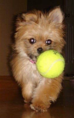 Uždaryti - mažas rudas su baltu širaniečių šuniuku eina per kietmedžio grindis ir jo burnoje yra teniso kamuoliukas.
