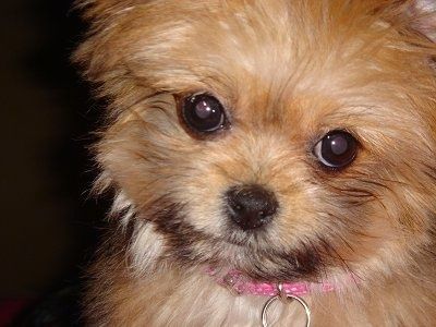 Uždaryti - purus mažas rudos su baltu Širanijos šuniuko veidu. Jis turi apvalias tamsias akis ir juodą nosį.