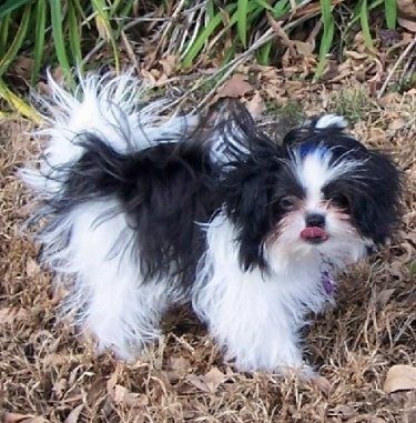 Dešinė juodai balto širaniško šuniuko, stovinčio žolėje, pusė ir ji laukia. Plaukai turi liežuvį, o plaukuose yra mėlynas lankas, kuris yra storas ir išsikišęs į šonus.