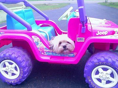 Karštas rožinis žaislas „Jeep“ su purpuriniais ratukais ir žalsvai mėlyna sėdyne sėdi per juodą dangą, o „Jeep“ sėdi įdegęs širaniškas šuo.