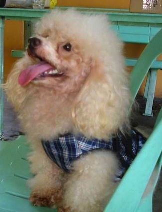 Sprednja desna stran puhastega majhnega rjavega psa Toy Poodle, oblečenega v modro belo srajco, ki sedi na kamniti verandi in mežika oči, ki gledajo naprej in naprej. Ima velik črn nos in črne ustnice.