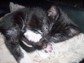 Iš arti - Spenceris, juodas ir baltas amerikiečių polidaktilo kačiukas, susisukęs į kamuoliuką ant lovos ir žvelgiantis į kairę