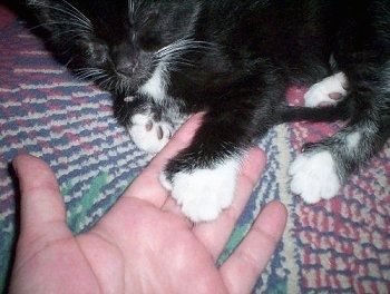 Spenceris, amerikiečių polidaktilo kačiukas, miega ant antklodės, o jo šeimininkas turi ranką po letena
