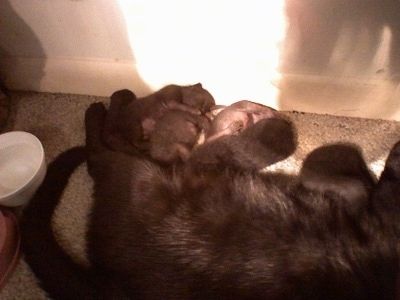 Polidaktilo kačiukų paklotas, gulintis priešais sieną su motina kate