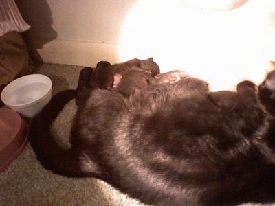 Polidaktilo kačiukų vada, gulinti su mama priešais baltą sieną šalia vandens dubenėlio ir maisto indo už jų