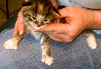 Chocalate Chip Polydactyl kačiukas yra ant žmogaus, laikančio koją ir žiūrintis žemyn, glėbyje