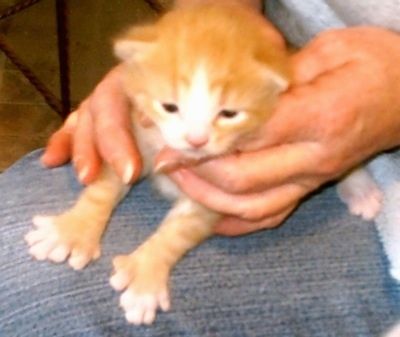 Oranžinis ir kreminis kačiukas Polydactyl yra žmogaus glėbyje