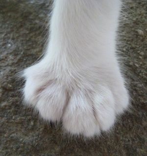 Iš arti - balto polidaktilo katės pėda. Jis turi penkis pirštus