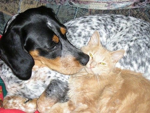 Црно-жутосмеђи пас са дугим меким ушима и црним шареним тачкама по целом белом телу положен на кауч који мирише на лице дугодлаке наранџасте мачке