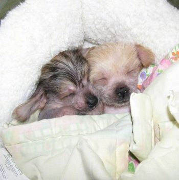 Du „Chi Chi“ šuniukai, miegantys kartu ant baltos šunų lovos ir suvynioti į antklodes