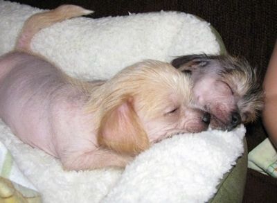 Δύο κουτάβια Chi Chi κοιμούνται μαζί σε ένα κρεβάτι σκύλου