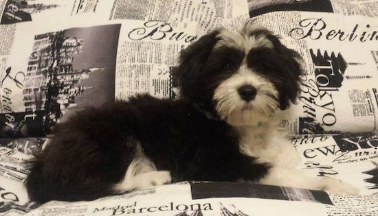 „Flash Gordon Chi-Chi“ šuniukas, paguldytas ant laikraščio raštuotos lovos ir žiūrėdamas į fotoaparato laikiklį